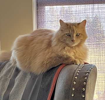 Photo of Josie