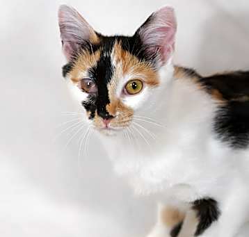 Photo of Periwinkle