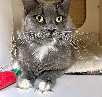 Photo of Kiwi napa petco