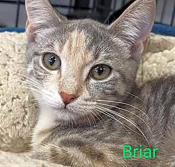 Photo of Briar