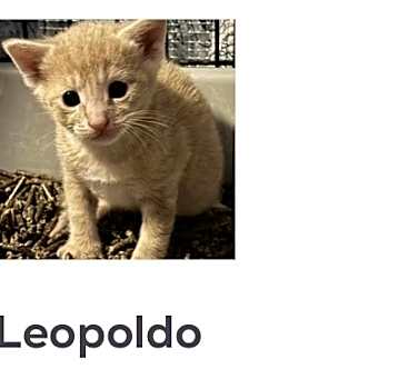 Photo of Leopoldo