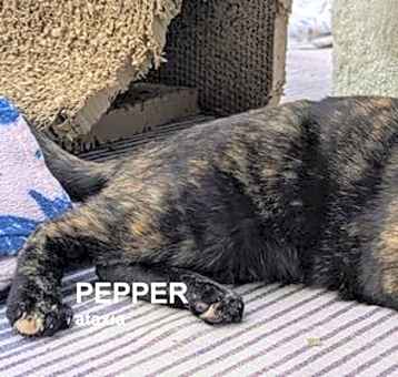 Photo of Pepper