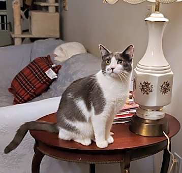 Photo of Diamond