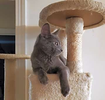 Photo of Slate