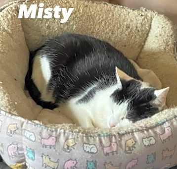 Photo of Misty