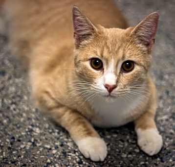 Photo of Weasley