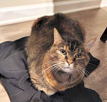 Photo of Nala