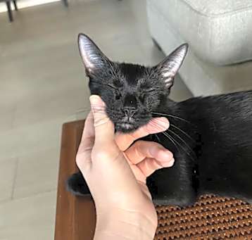 Photo of Bunny