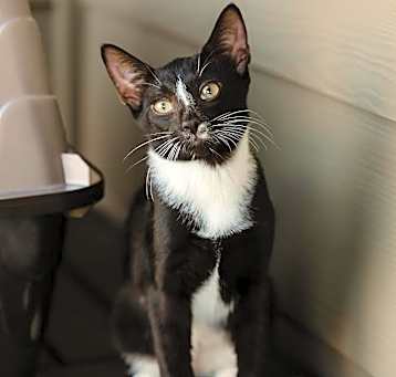 Photo of Louie