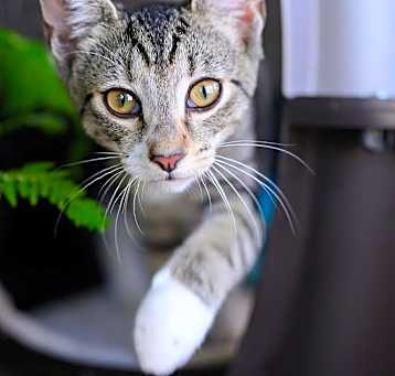 Photo of Huey