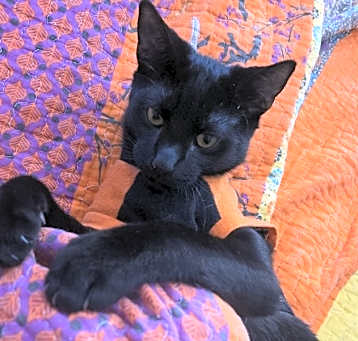Photo of Cyrus