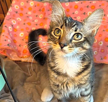 Photo of Gilligan