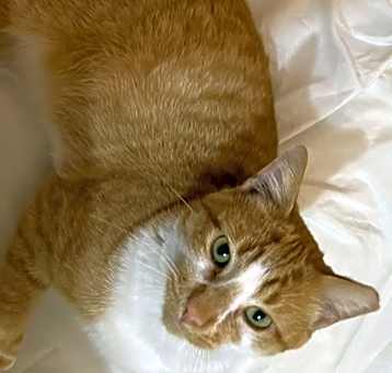 Photo of Love Bug