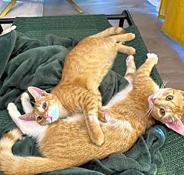 Photo of Mango & Ginger