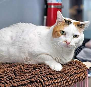 Photo of Mosaic Aka Momo, Patches