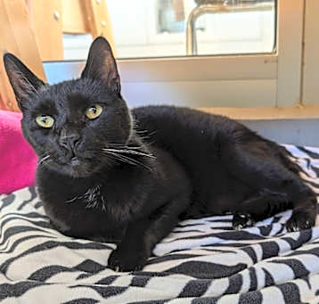 Photo of Oliver