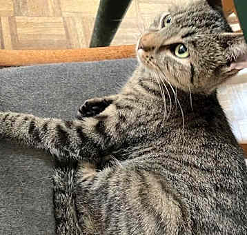 Photo of Olive
