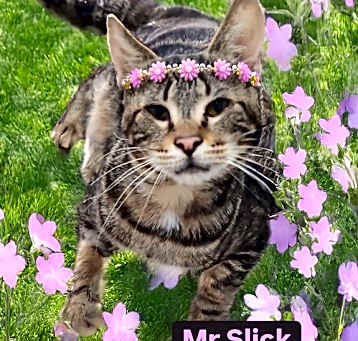 Photo of Mr Slick
