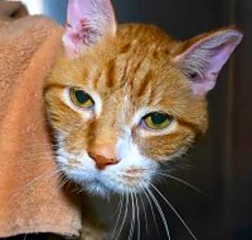 Photo of Skittles