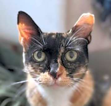 Photo of Polly
