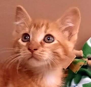 Photo of Copper