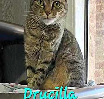 Photo of Drucilla
