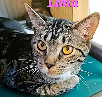 Photo of Lima
