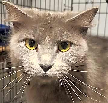 Photo of Smokey