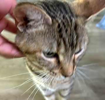 Photo of Cleo