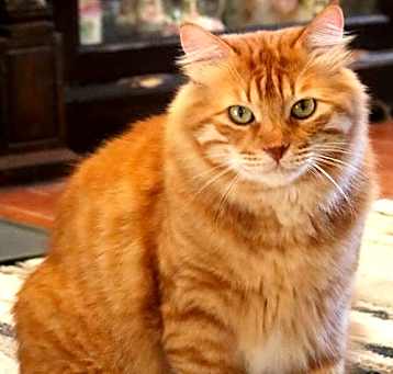 Photo of Mango