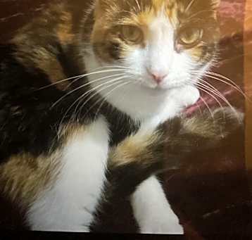 Photo of Honey