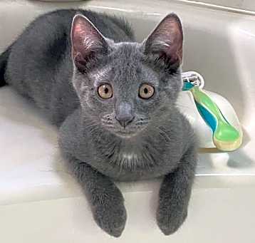 Photo of Lexus(Lexi)