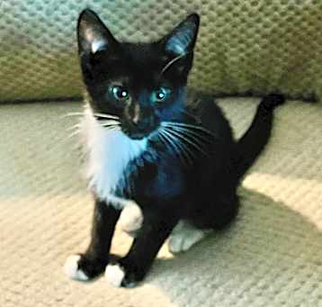 Photo of Tux