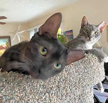 Photo of Yoshi & Lillah
