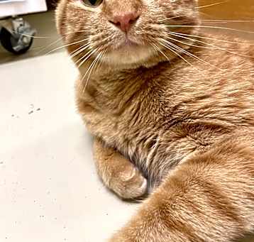 Photo of Neville