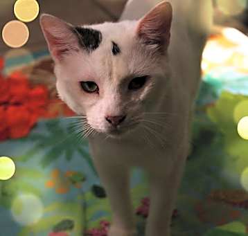 Photo of Pepper
