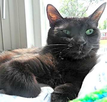 Photo of Sheba (fka Momma)