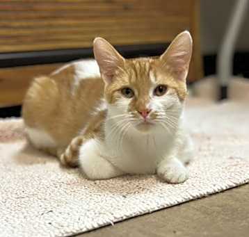 Photo of Cheeto