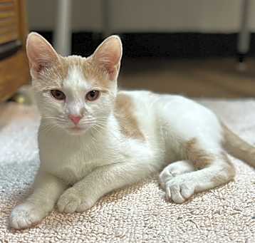 Photo of Nacho
