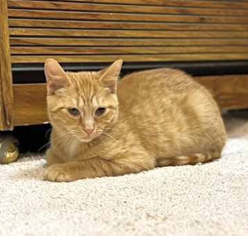 Photo of Cheddar