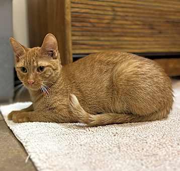 Photo of Marmalade