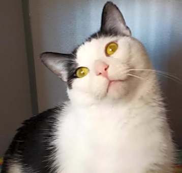Photo of Brutus - Barn Cat