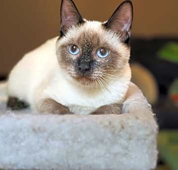 Photo of Briar