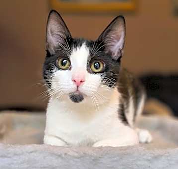 Photo of Patch
