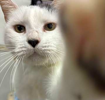 Photo of BT (Black Tail)