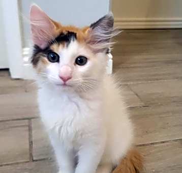 Photo of Bella