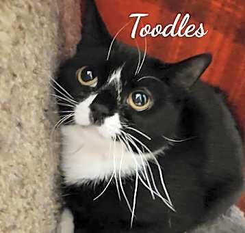 Photo of Toodles & Tinker bell