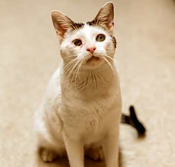 Photo of Angel
