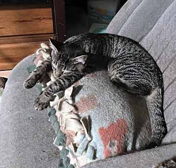 Photo of Griffin bonded(see descriptio)