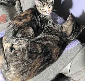 Photo of Mango bonded(see description)